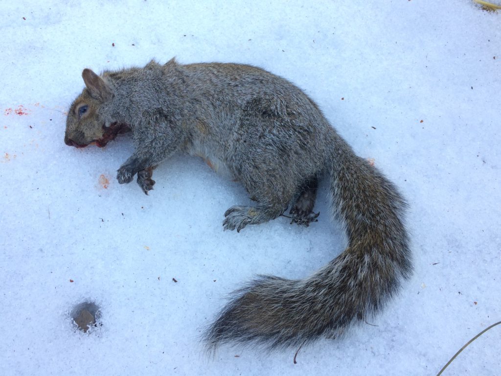 Winter Squirrel Hunting | The Perfect Winter Activity - Zero To Hunt